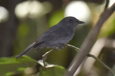 Cinereous Antshrike