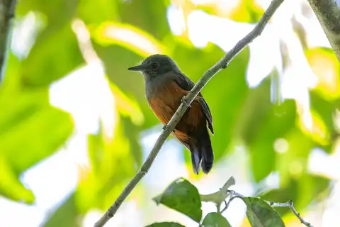 Bluish-slate Antshrike