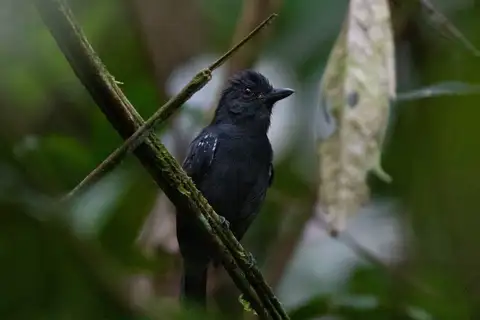White-shouldered Antshrike