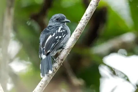 Amazonian Antshrike