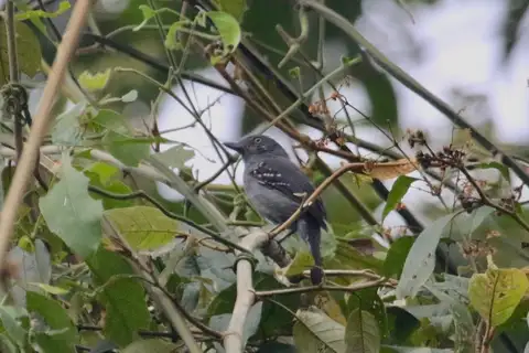 Upland Antshrike
