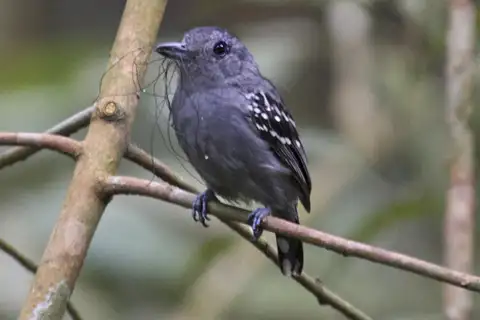 Black-crowned Antshrike