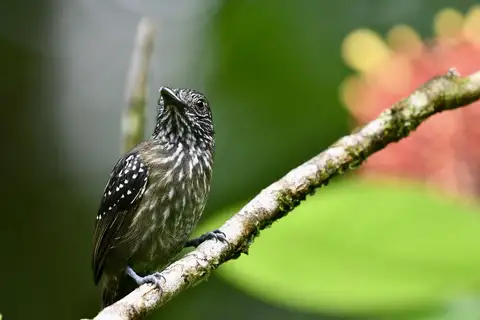 Black-hooded Antshrike