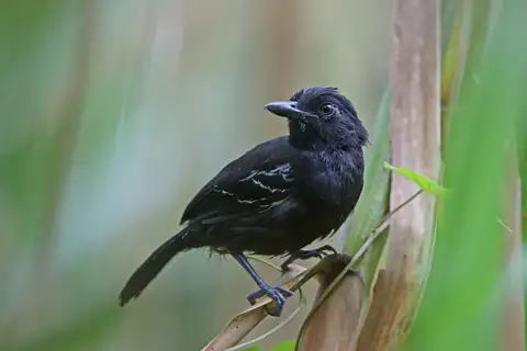Castelnau's Antshrike