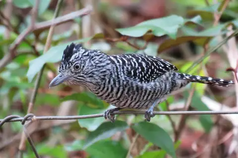 Barred Antshrike