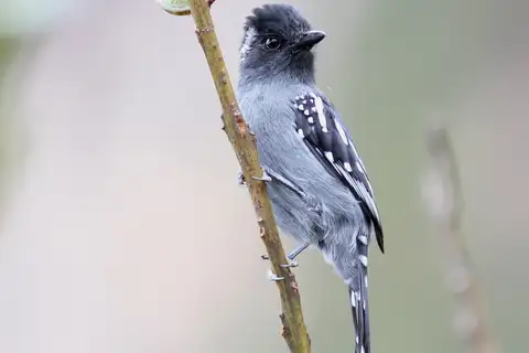 Streak-backed Antshrike