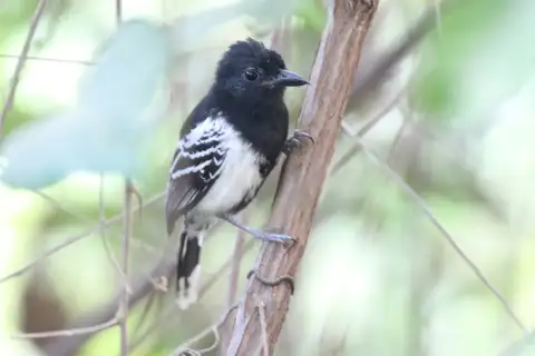 Black-backed Antshrike