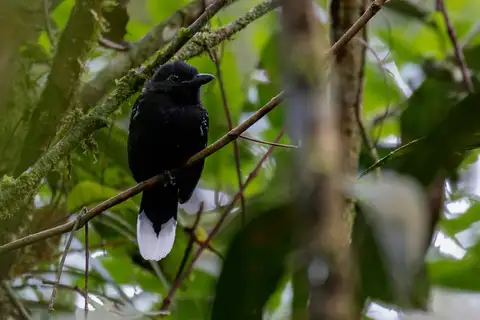 Band-tailed Antshrike