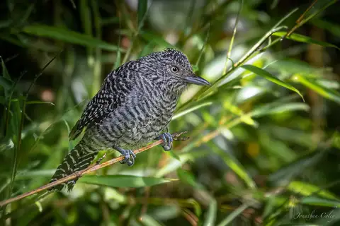 Bar-crested Antshrike