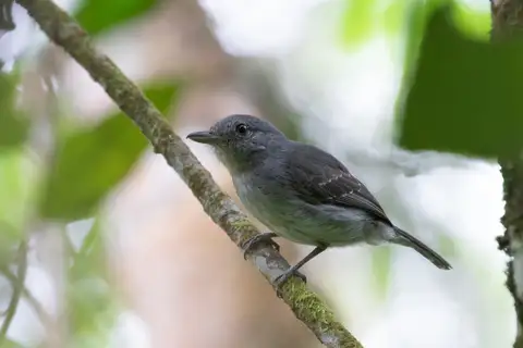 Mouse-colored Antshrike