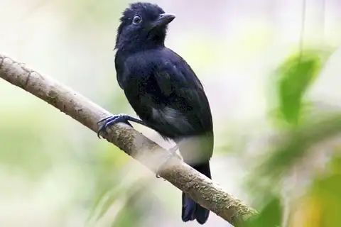 Black Antshrike