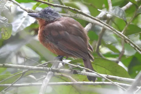 Blackish-grey Antshrike