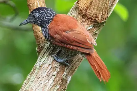 Chestnut-backed Antshrike