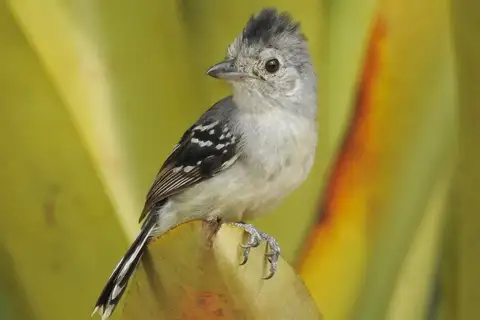 Planalto Slaty Antshrike