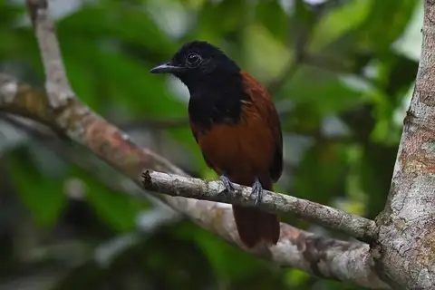 Cocha Antshrike