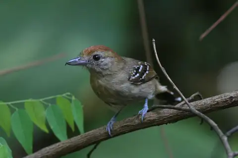 Northern Slaty Antshrike