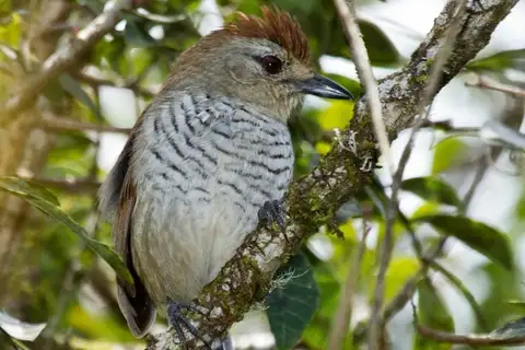 Rufous-capped Antshrike
