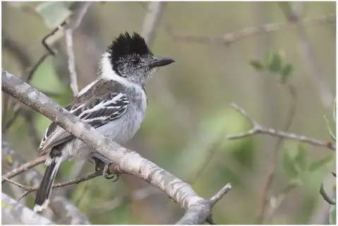 Maranon Antshrike