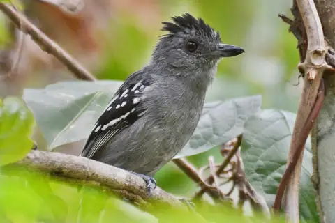 Natterer's Slaty Antshrike