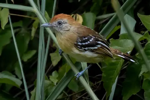 Bolivian Slaty Antshrike