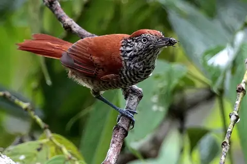 Lined Antshrike