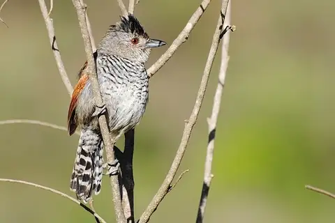 Rufous-winged Antshrike