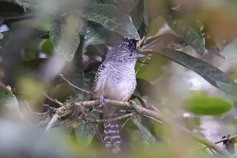 Chapman's Antshrike