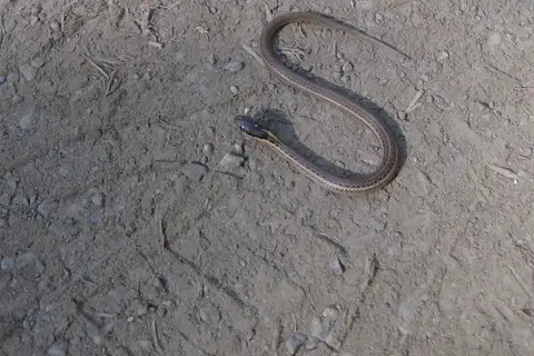 Northwestern Garter Snake