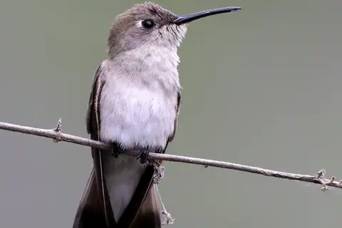 Tumbes Hummingbird