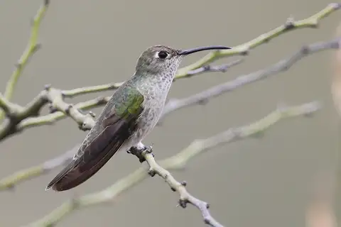 Spot-throated Hummingbird