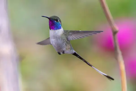 Peruvian Sheartail