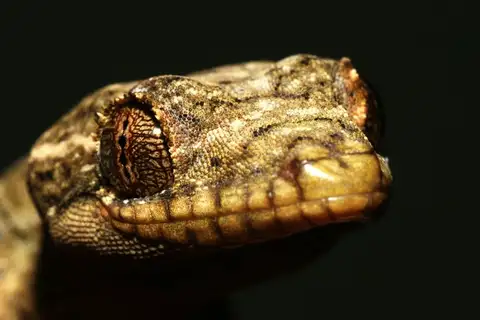 Northern Turniptail Gecko