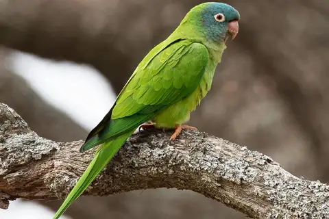Blue-crowned Parakeet