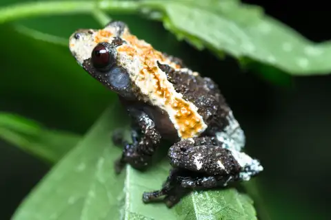 Dotted Bubble-nest Frog
