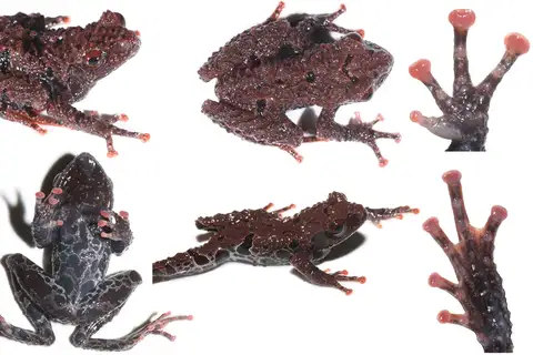 Theloderma hekouense