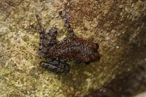 Brick-red Bug-eyed Frog