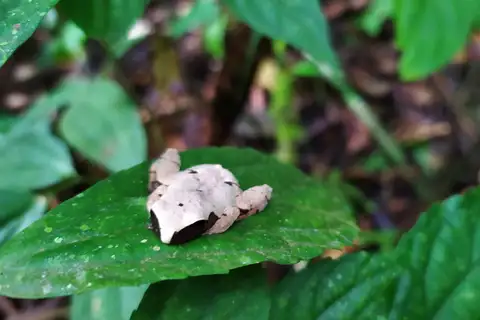 White-backed Bug-eyed Frog