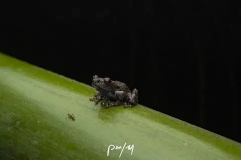 Red-disked Small Treefrog