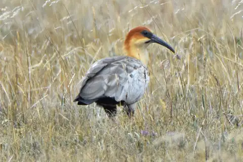 Andean Ibis