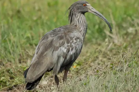 Plumbeous Ibis