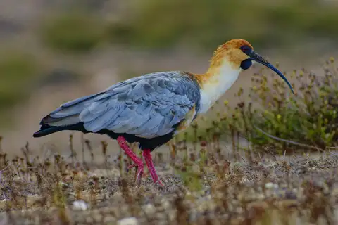 Black-faced Ibis