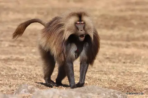 Gelada