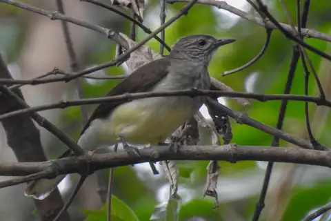 Swamp Palm Bulbul