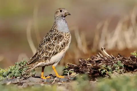 Grey-breasted Seedsnipe