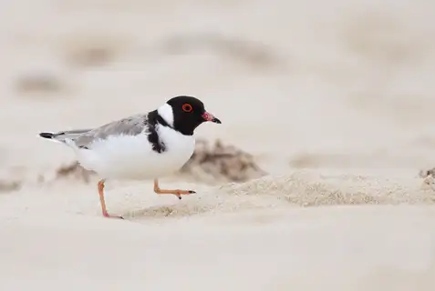 Hooded Plover