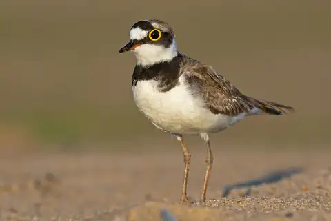 Little Ringed Plover