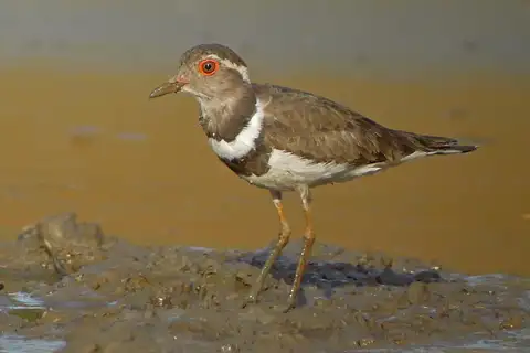 Forbes's Plover