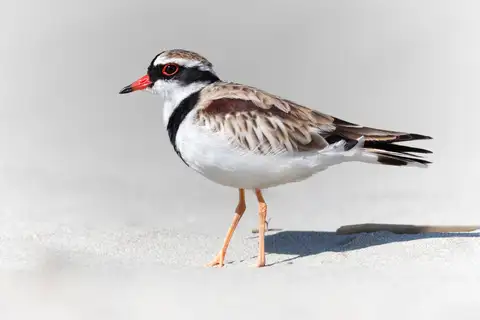 Black-fronted Dotterel