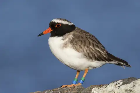 Shore Plover