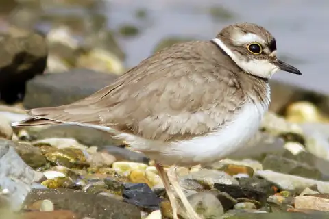 Long-billed Plover